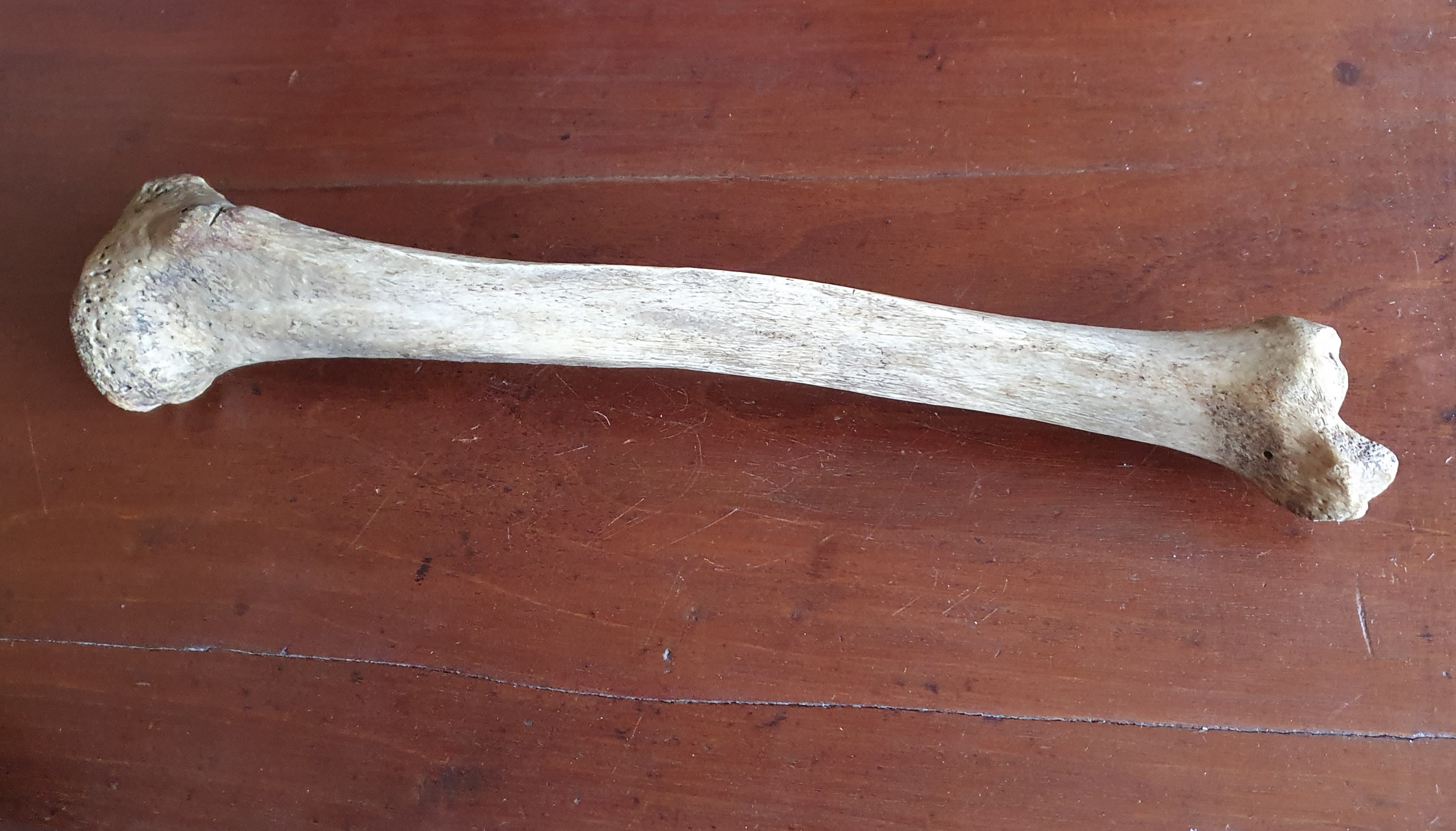 Bone of Marsayas