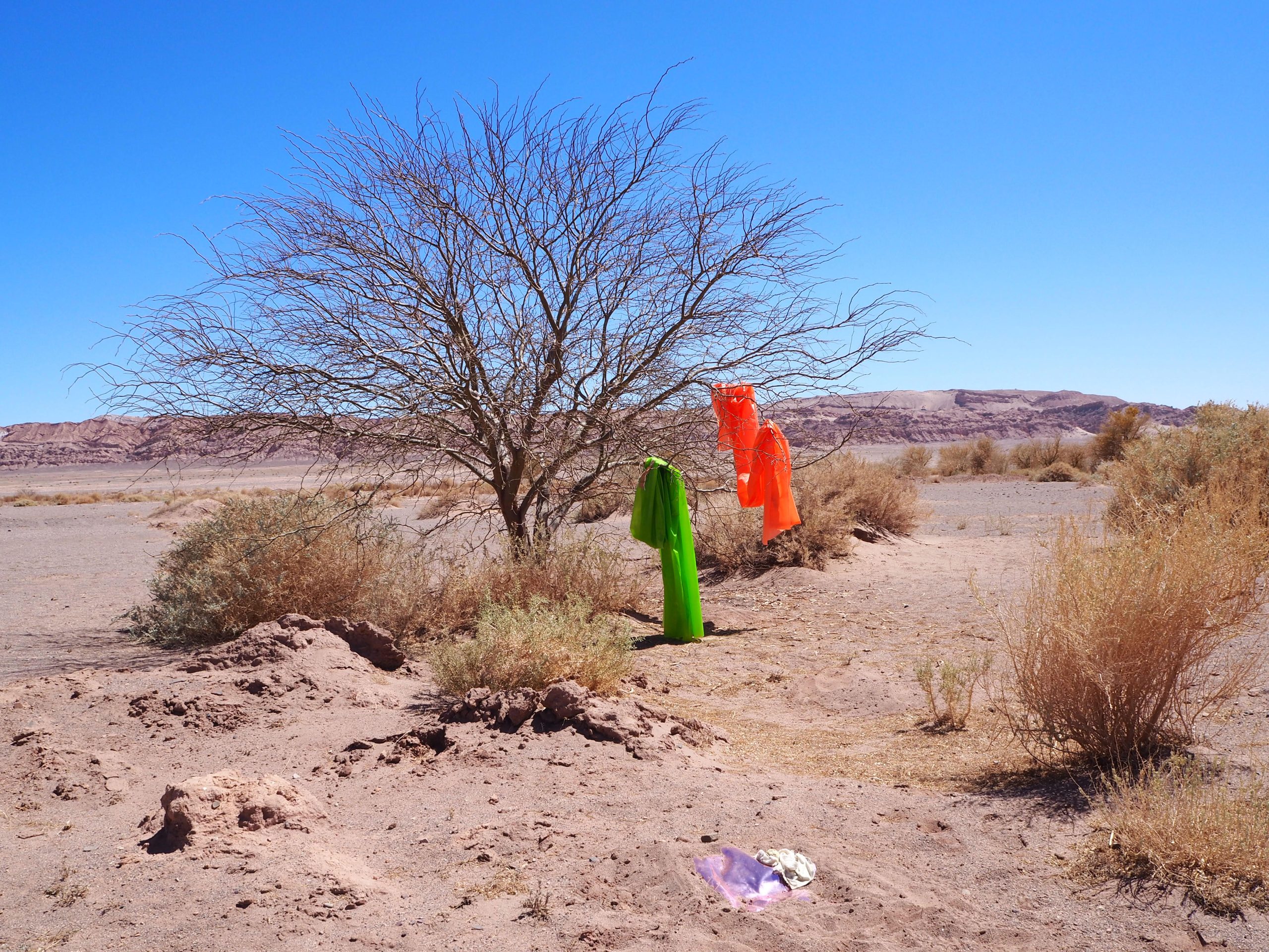 Emily Scarrott: Atacama desert, 2022.